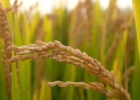 緩控釋肥對水稻生長發(fā)育的影響，這些知識你可能不清楚，不妨看看