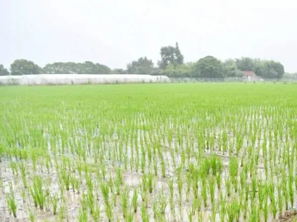 上海這個(gè)區(qū)，為何有底氣賣50塊一斤的大米？