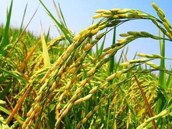 如何能有效防止大米生蟲？