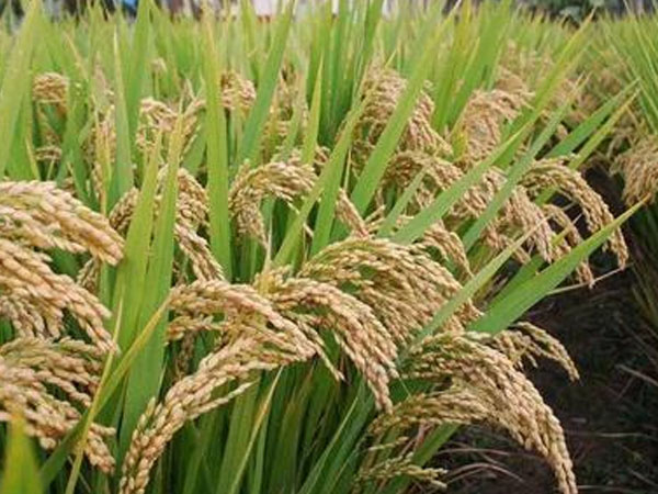 42.5萬畝稻田、1300余臺收割機&hellip;&hellip;豐收！熱，并快樂著