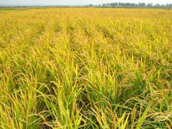 農業(yè)部門多舉措搶抓農時恢復水稻生產(chǎn)