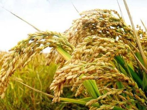 連云港水稻育苗&ldquo;科技范兒&rdquo;