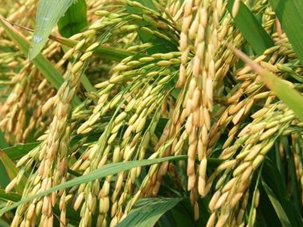 豐收啦！東莞石排沙角村176.17畝水稻長勢旺