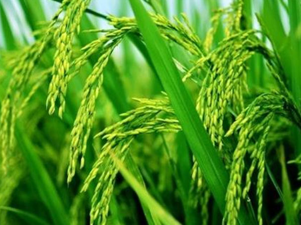 華南農(nóng)業(yè)大學(xué)水稻無(wú)人農(nóng)場(chǎng)產(chǎn)出大米，畝產(chǎn)558.6公斤