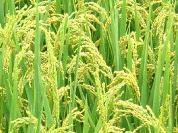 我國(guó)科學(xué)家解析水稻小穗&ldquo;變性&rdquo;機(jī)制 為水稻增產(chǎn)提供新路徑