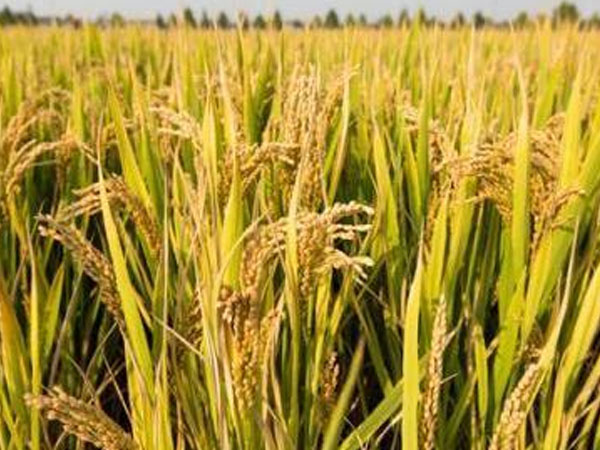 長(zhǎng)沙縣花果村：彩色水稻為村民人均增收3萬(wàn)元