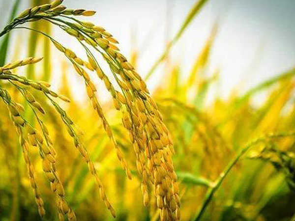 今年雨水多，對(duì)水稻的收成有影響嗎？