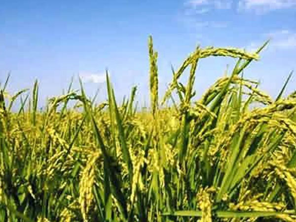 &ldquo;北稻南移&rdquo; 東北水稻在自貢榮縣這個(gè)村長(zhǎng)勢(shì)良好！