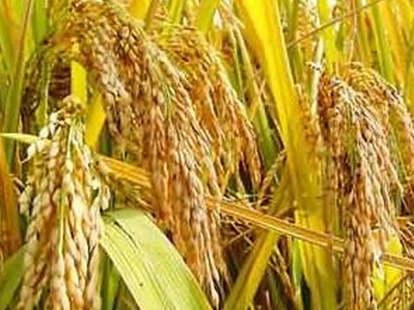 四川犍為：500畝試種&ldquo;巨型水稻&rdquo;陸續(xù)收割