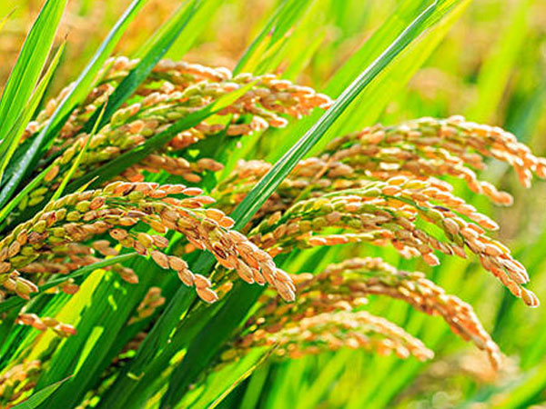 平湖&ldquo;海水稻&rdquo;迎豐收