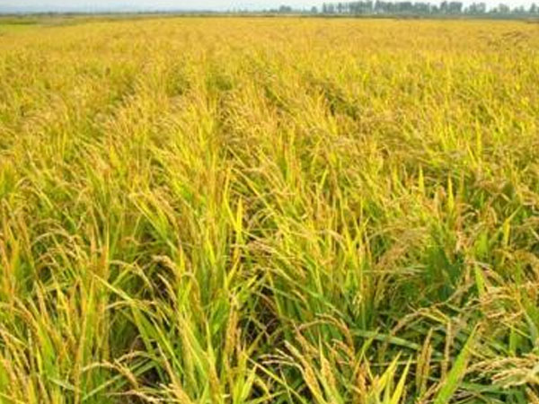 扛過三次臺風(fēng)水稻&ldquo;屹立不倒&rdquo;