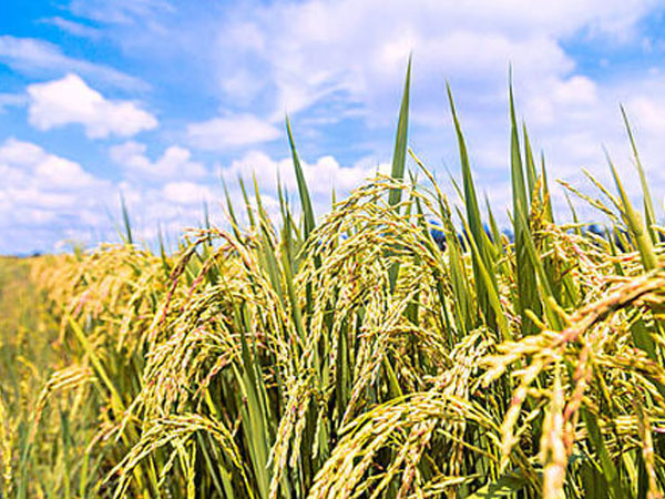 農(nóng)機局多舉措進&ldquo;三秋&rdquo;農(nóng)機服務(wù)