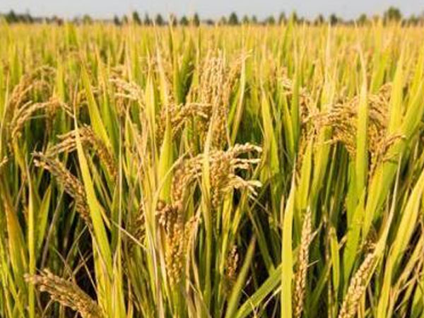 農(nóng)機地頭展走進中國農(nóng)民豐收節(jié)