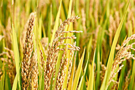 重磅！沙漠變良田！海水稻再次迎來大豐收，可多養(yǎng)活8千萬人口！