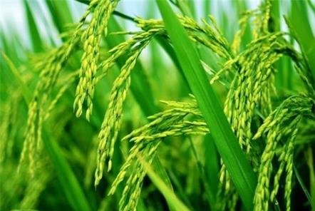 袁隆平點(diǎn)贊青島&ldquo;海水稻&rdquo;