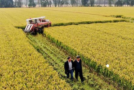 福?？h搶收水稻忙