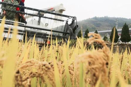 聚焦海水稻產(chǎn)業(yè)新發(fā)展 助推&ldquo;農(nóng)業(yè)荒漠&rdquo;變&ldquo;新糧倉(cāng)&rdquo;