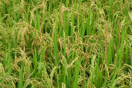 好消息！我國(guó)北海岸6&permil;耐鹽堿&ldquo;海水稻&rdquo;試種成功