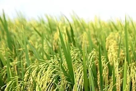 &ldquo;榨菜之鄉(xiāng)&rdquo;重慶成功研發(fā)國(guó)內(nèi)首臺(tái)榨菜聯(lián)合收割機(jī)