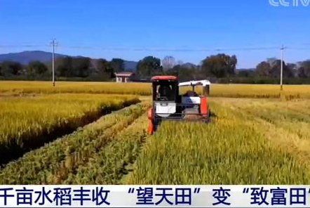 福建長(zhǎng)汀：千畝水稻豐收 &ldquo;望天田&rdquo;變&ldquo;致富田&rdquo;
