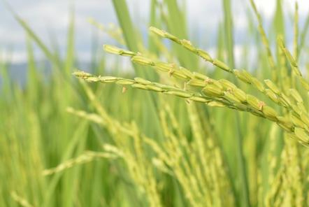 這家企業(yè)得分！湖南省公布谷物聯(lián)合收割機(jī)質(zhì)量調(diào)查結(jié)果