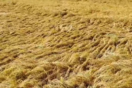 農(nóng)民如何選購(gòu)水稻聯(lián)合收割機(jī)？有哪些注意事項(xiàng)？