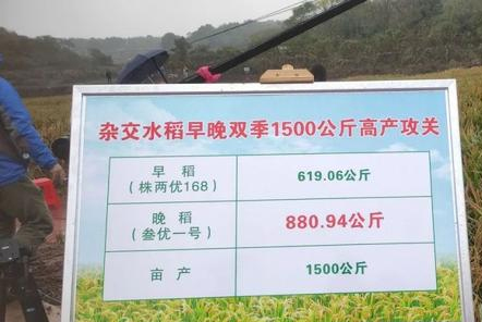 袁隆平新高度！第三代雜交水稻成功沖關(guān)！