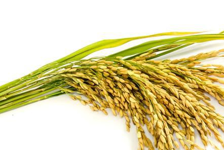 水稻白背飛虱嚴(yán)重？是不是你的氮肥施用太多了