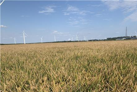 知道了這五條，再也不用擔(dān)心會(huì)買(mǎi)錯(cuò)收割機(jī)了！